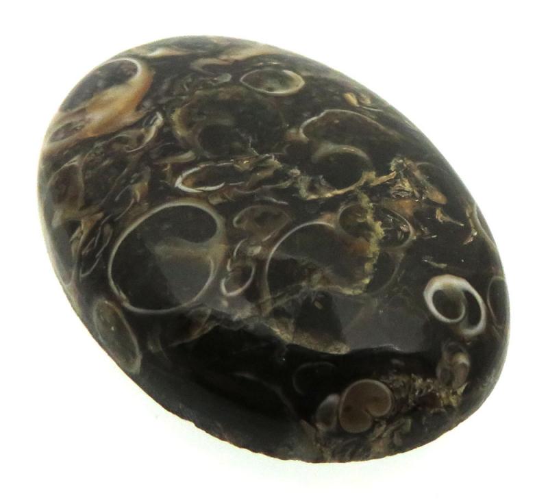 Oval 32x22mm Turritella Agate Cabochon 04