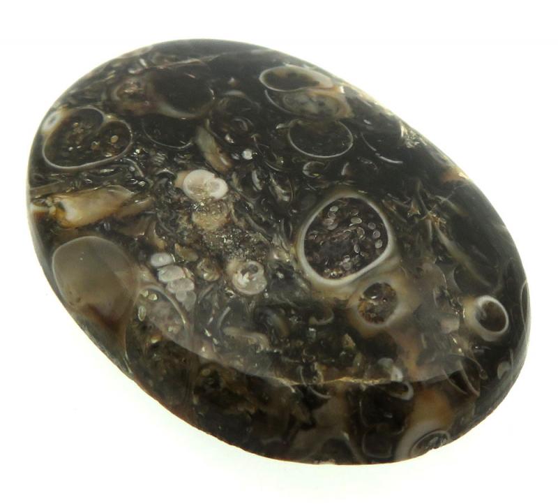 Oval 33x24mm Turritella Agate Cabochon 05