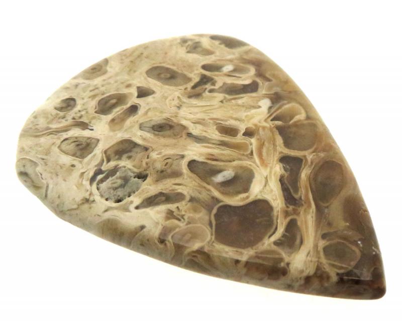 Teardrop 46x33mm Petrified Palm Root Cabochon 02
