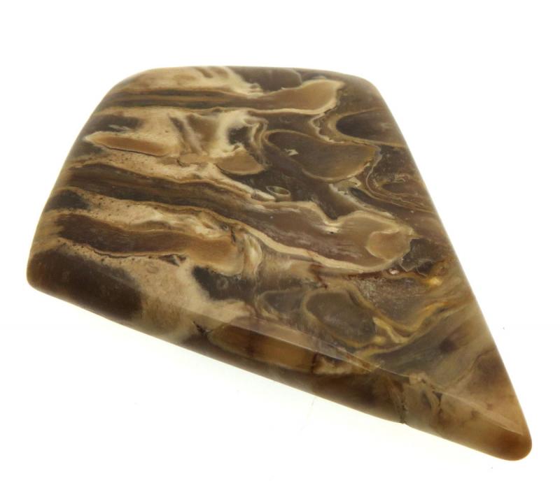 Freeform 46x33mm Petrified Palm Root Cabochon 03