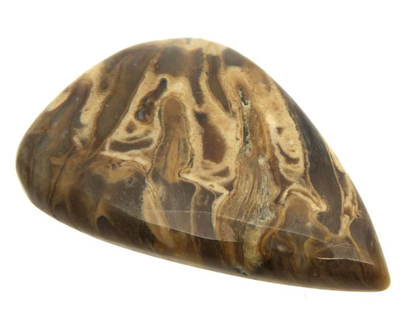 Teardrop 43x30mm Petrified Palm Root Cabochon 06