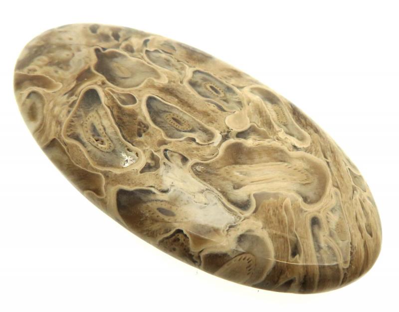 Oval 57x29mm Petrified Palm Root Cabochon 12