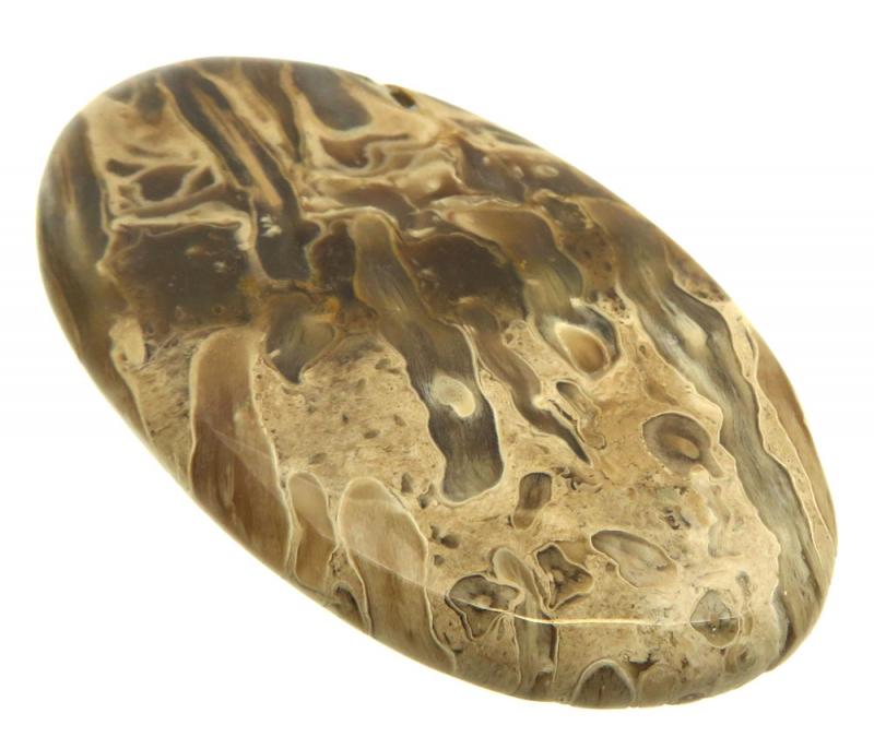 Oval 63x36mm Petrified Palm Root Cabochon 17