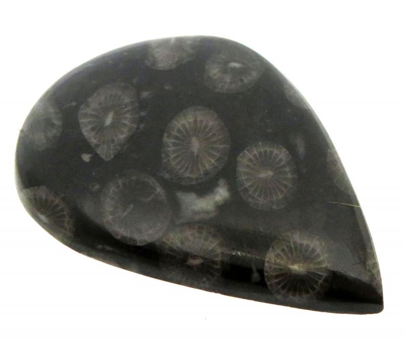 Teardrop 45x33mm Black Fossil Coral Cabochon 02