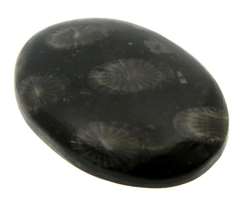 Oval 32x23mm Black Fossil Coral Cabochon 10