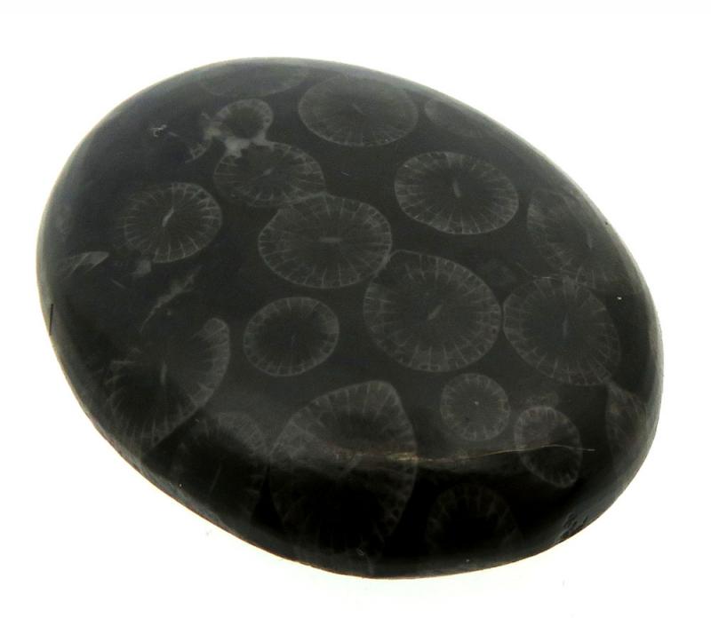 Oval 32x25mm Black Fossil Coral Cabochon 11