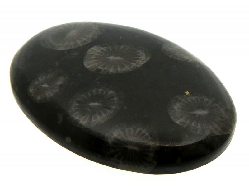 Oval 31x22mm Black Fossil Coral Cabochon 15
