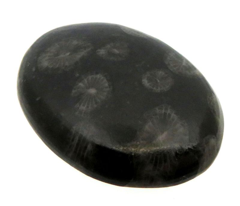 Oval 33x24mm Black Fossil Coral Cabochon 17