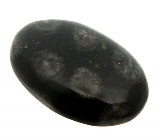 Oval 30x19mm Black Fossil Coral Cabochon 19