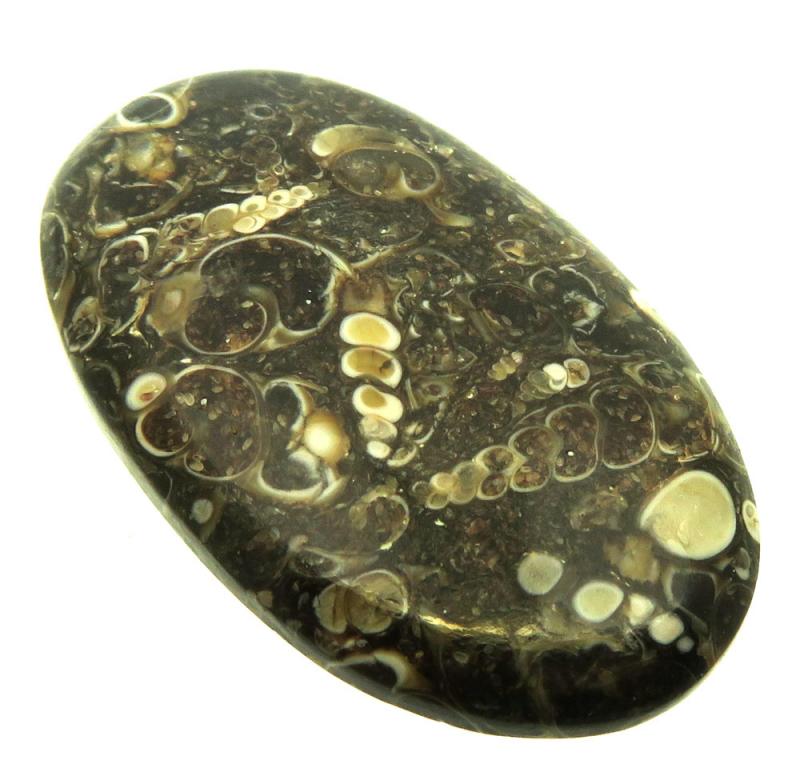 Oval 44x26mm Turritella Agate Cabochon 09