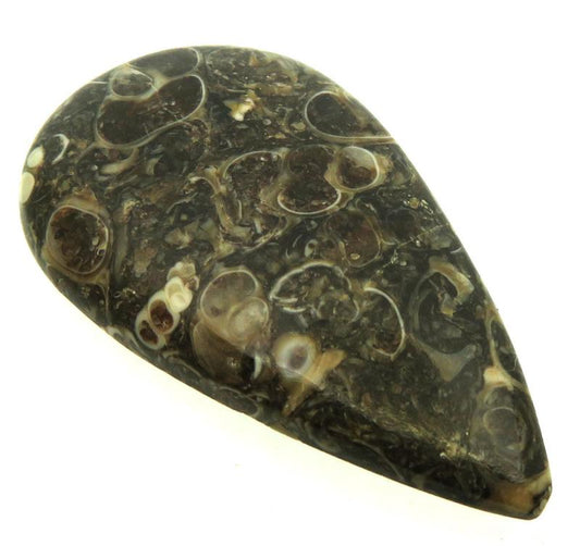 Teardrop 42x23mm Turritella Agate Cabochon 21