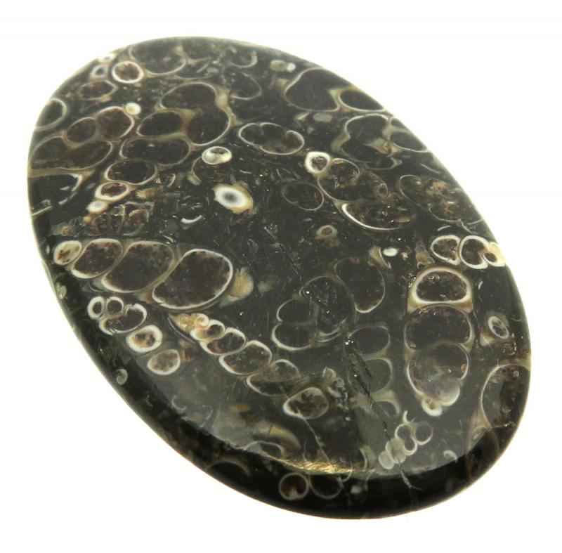 Oval 48x31mm Turritella Agate Cabochon 23