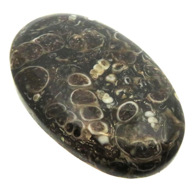 Oval 37x23mm Turritella Agate Cabochon 25