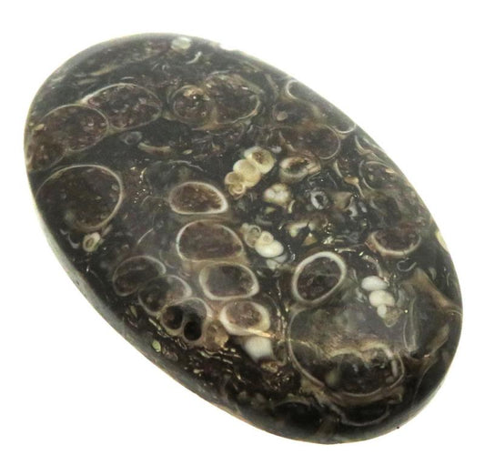 Oval 37x23mm Turritella Agate Cabochon 25