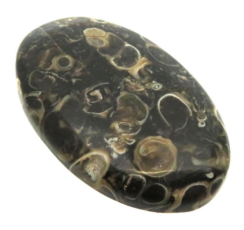 Oval 44x27mm Turritella Agate Cabochon 28