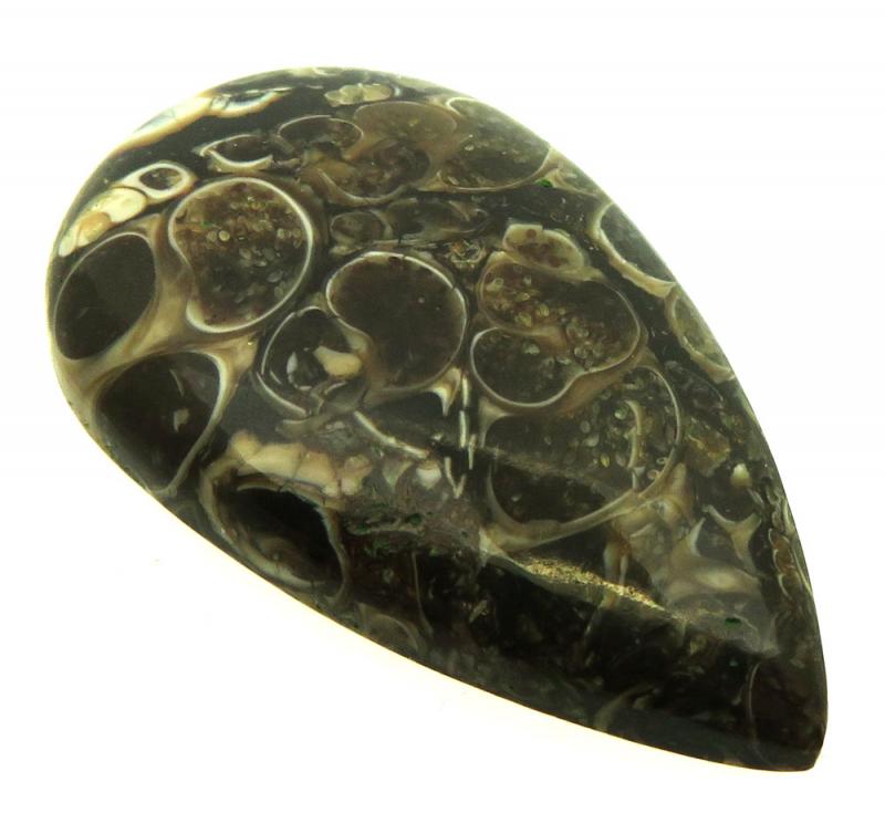 Teardrop 40x23mm Turritella Agate Cabochon 29