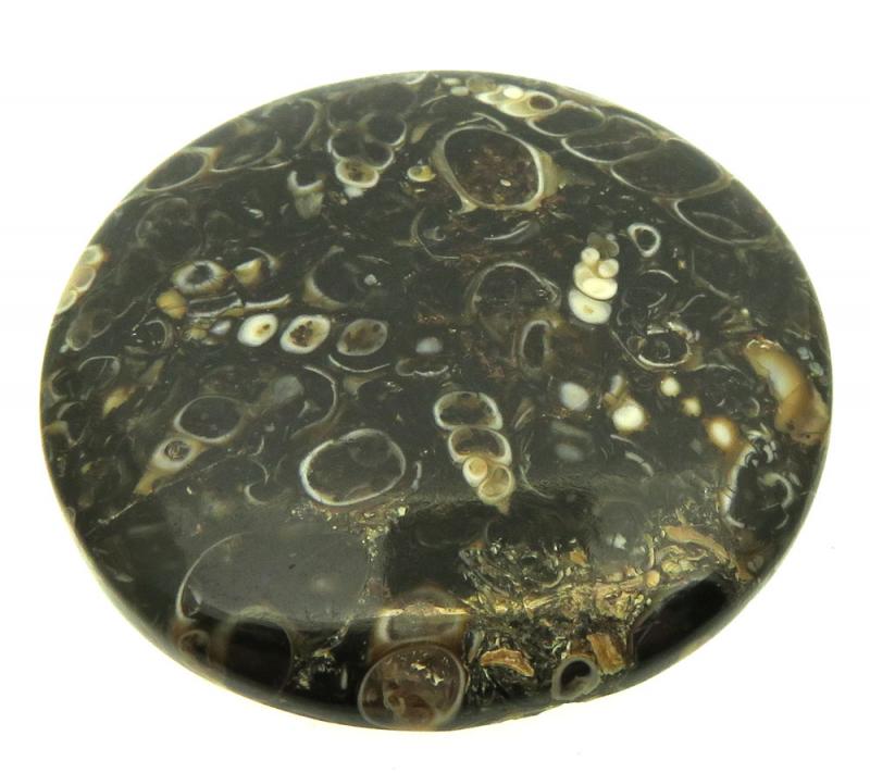 Round 37x37mm Turritella Agate Cabochon 31