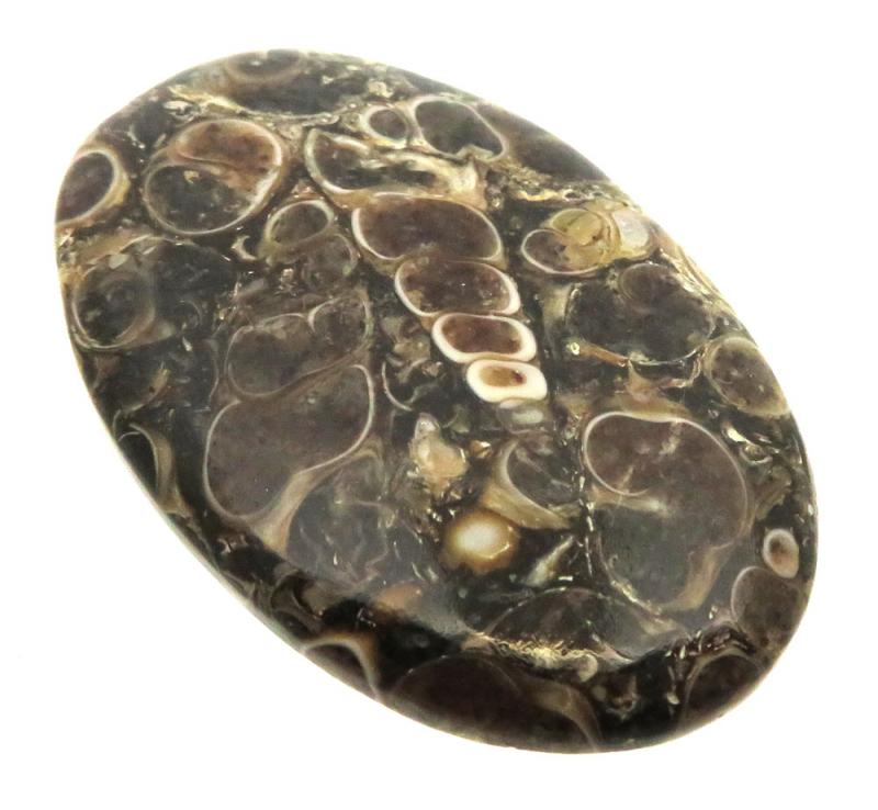Oval 45x28mm Turritella Agate Cabochon 32