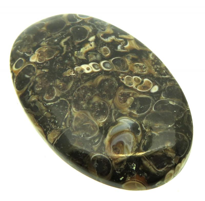 Oval 47x29mm Turritella Agate Cabochon 33