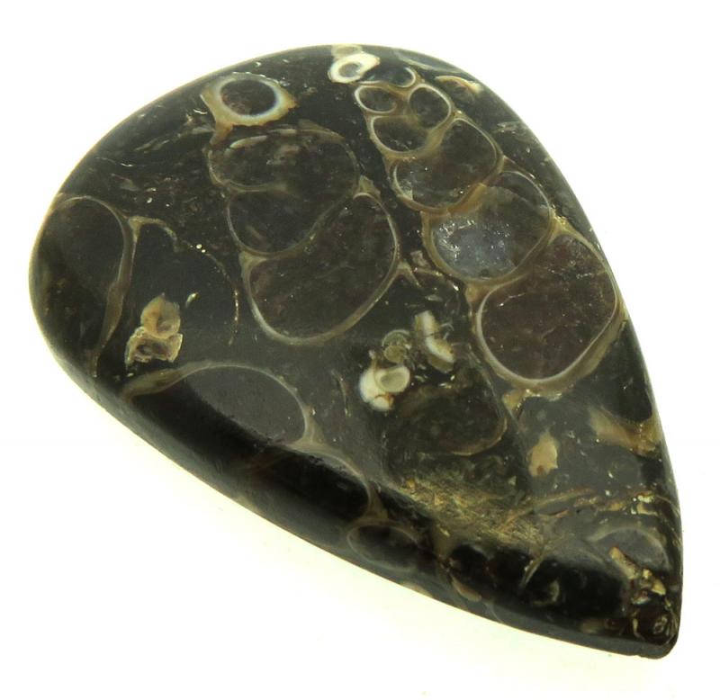 Teardrop 36x24mm Turritella Agate Cabochon 34