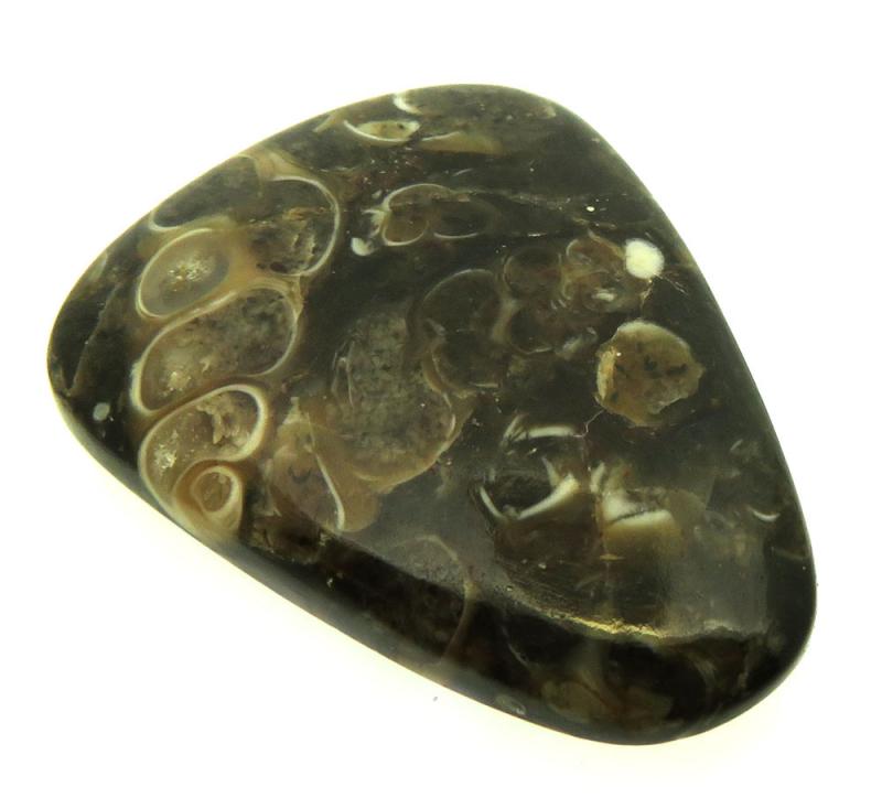 Teardrop 31x24mm Turritella Agate Cabochon 35
