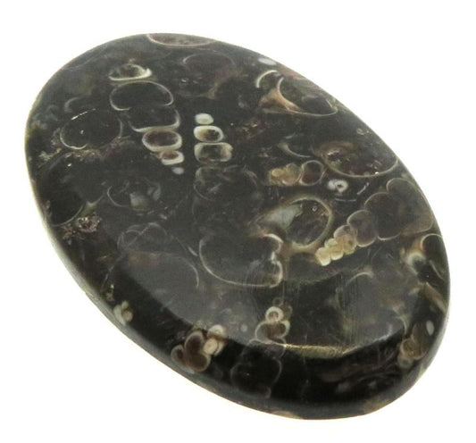 Oval 37x23mm Turritella Agate Cabochon 36
