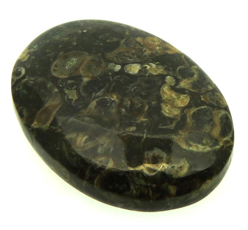 Oval 35x25mm Turritella Agate Cabochon 37