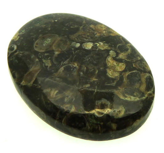 Oval 35x25mm Turritella Agate Cabochon 37
