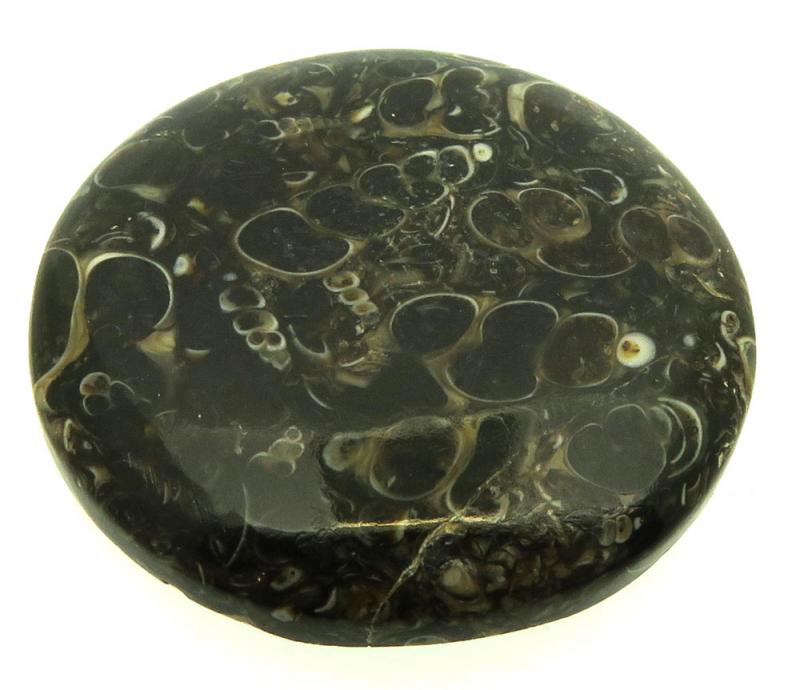 Round 36x36mm Turritella Agate Cabochon 38