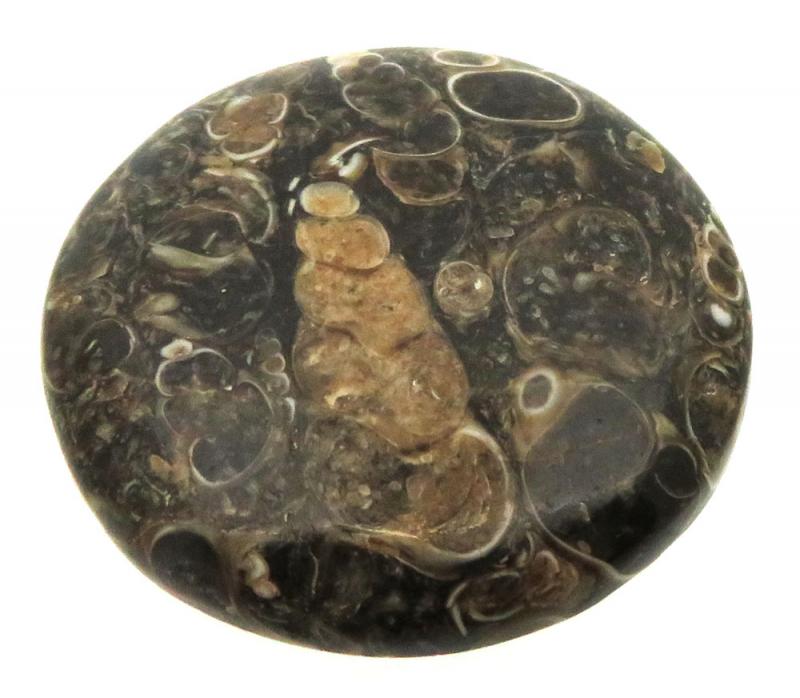 Round 32x32mm Turritella Agate Cabochon 41