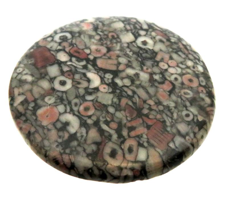 Round 48x48mm Crinoid Fossil Cabochon 03