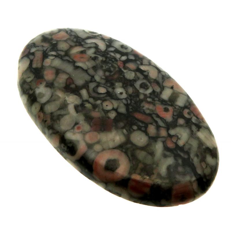 Oval 42x24mm Crinoid Fossil Cabochon 07
