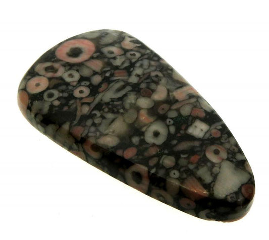 Teardrop 42x24mm Crinoid Fossil Cabochon 09