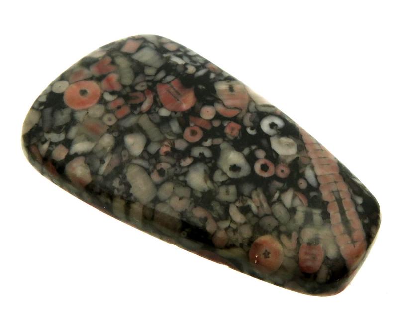 Freeform 42x24mm Crinoid Fossil Cabochon 10