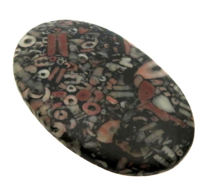Oval 57x35mm Crinoid Fossil Cabochon 11