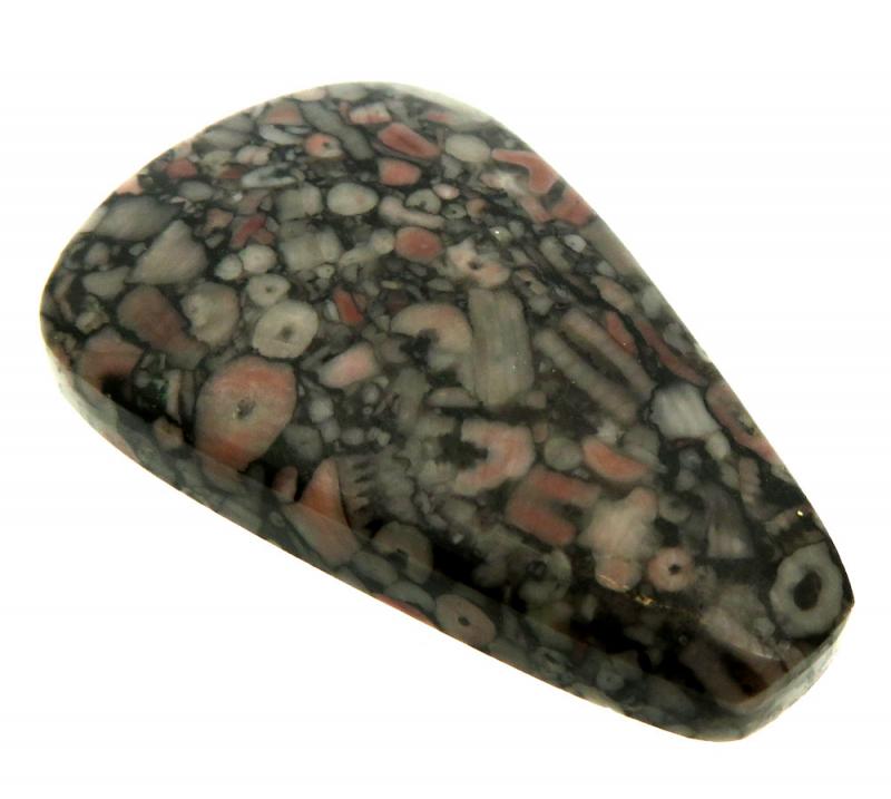 Freeform 40x25mm Crinoid Fossil Cabochon 18