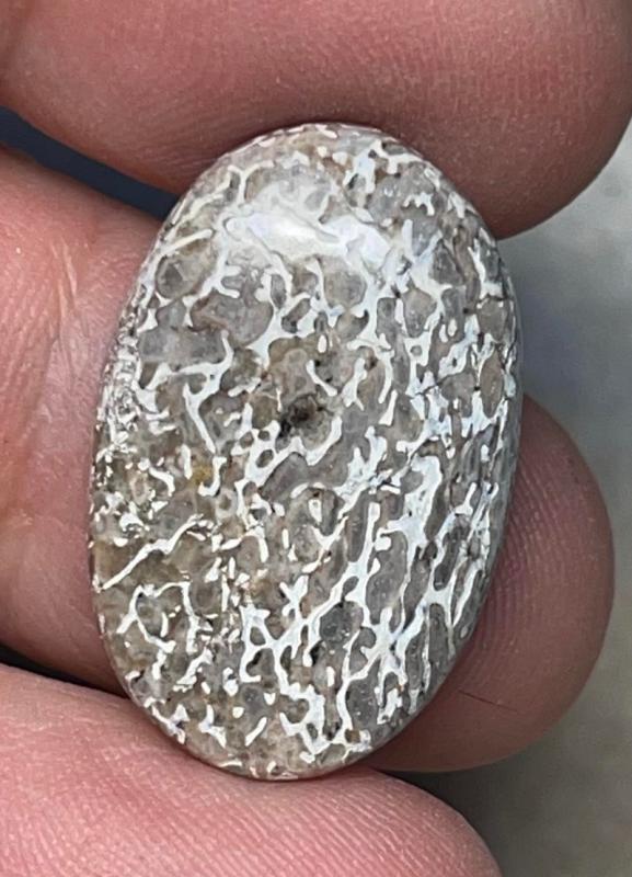 Oval 24x16mm Dinosaur Bone Cabochon 11
