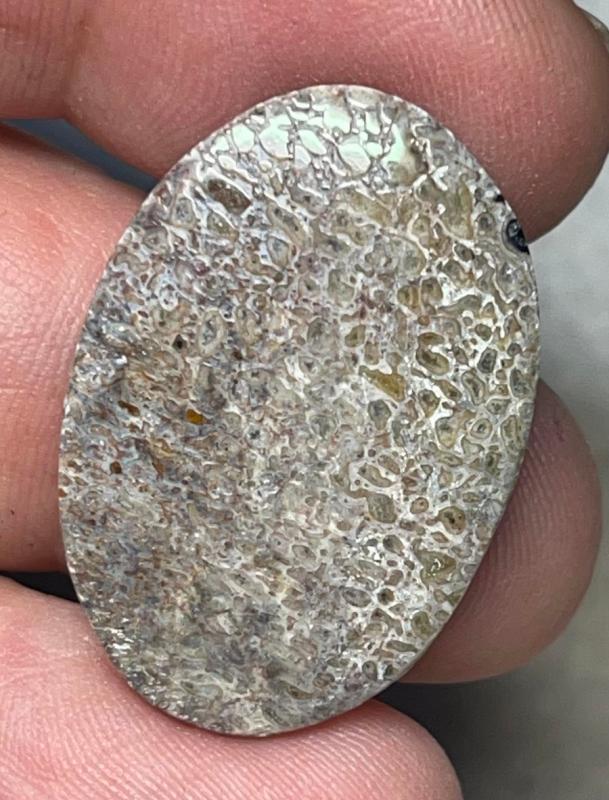 Oval 29x20mm Dinosaur Bone Cabochon 17