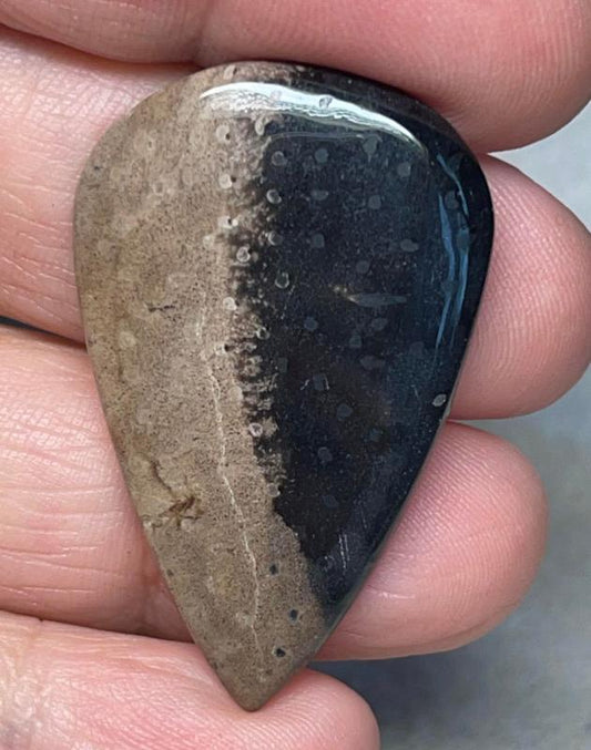 Teardrop 39x25mm Indonesian Palm Root Cabochon 21