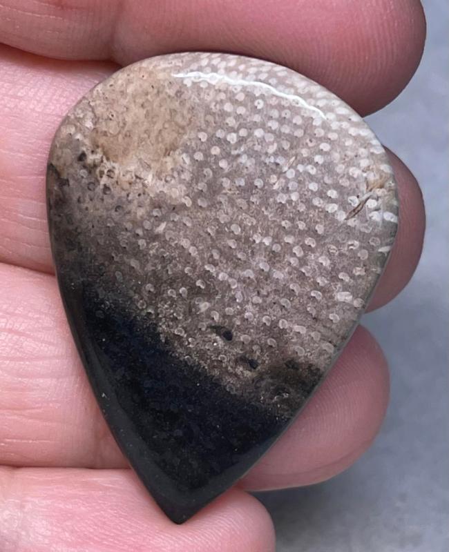 Teardrop 38x28mm Indonesian Palm Root Cabochon 29