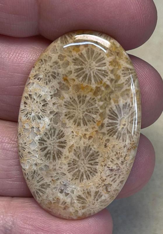 Oval 40x25mm Gold Fossil Coral Cabochon 19