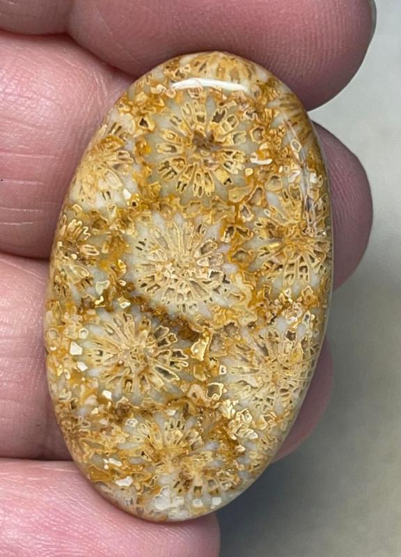Oval 39x23mm Gold Fossil Coral Cabochon 22