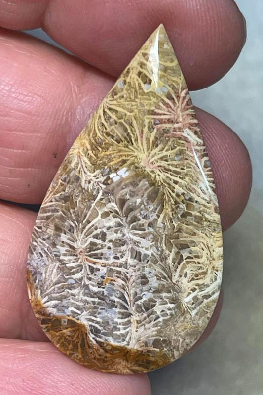 Teardrop 42x23mm Skeletal Fossil Coral Cabochon 26