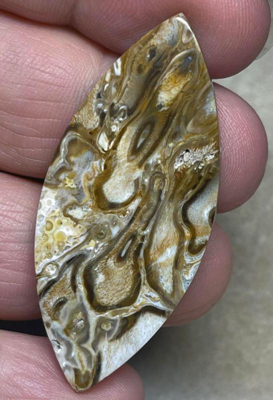 Marquise 50x21mm Agatised Palm Root Cabochon 11