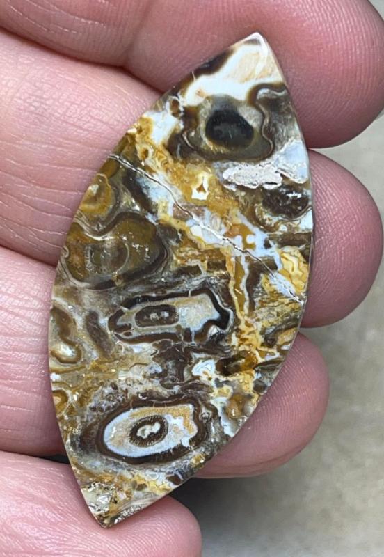 Marquise 47x22mm Agatised Palm Root Cabochon 16