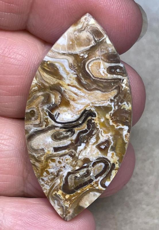 Marquise 44x22mm Agatised Palm Root Cabochon 19