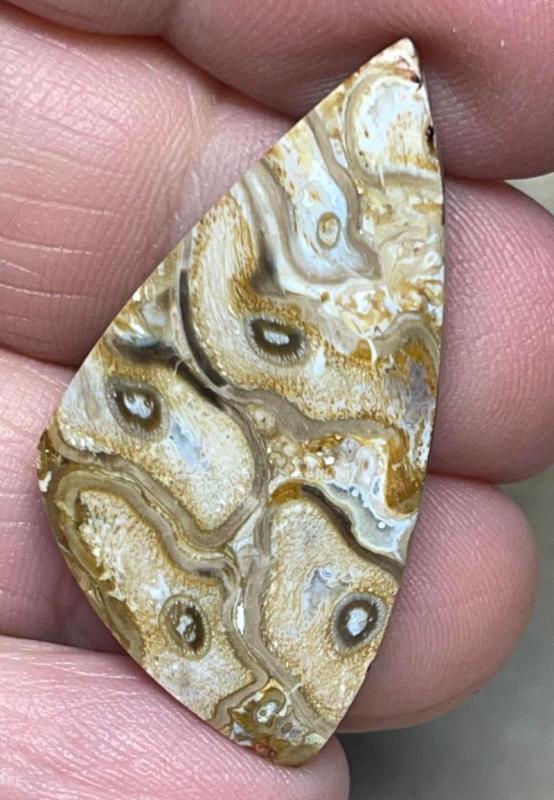 Freeform 37x19mm Agatised Palm Root Cabochon 20