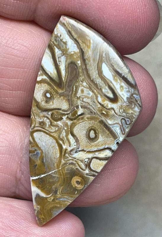 Freeform 41x21mm Agatised Palm Root Cabochon 27
