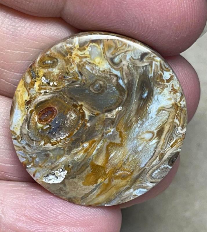 Round 30x30mm Agatised Palm Root Cabochon 32