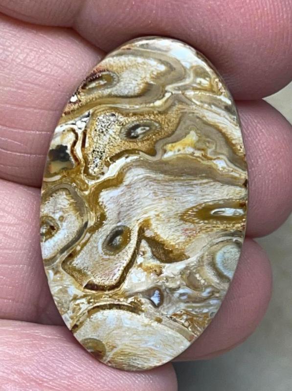 Oval 34x20mm Agatised Palm Root Cabochon 33
